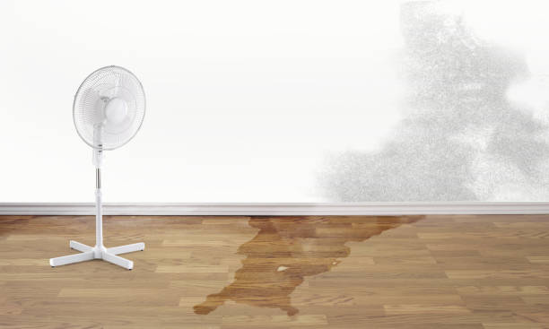 Best Local water damage restoration  in Redland, AL
